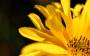 background:400px:yellowflower.jpg